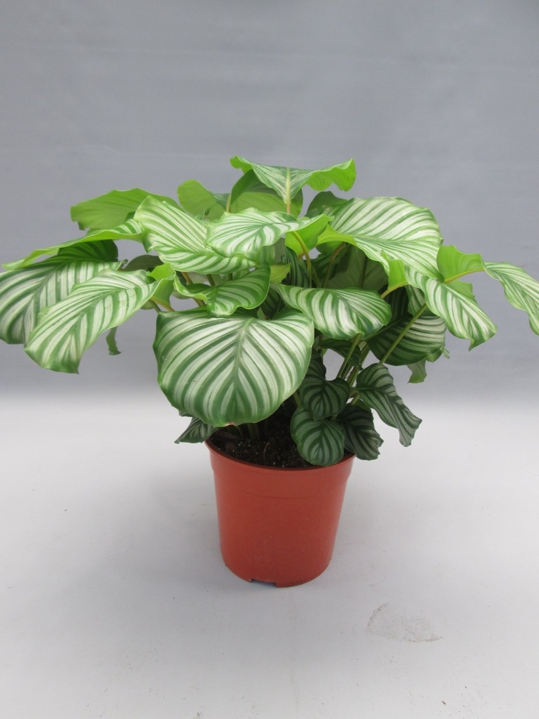 Calathea orbifolia