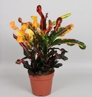 Codiaeum 'Mammi'