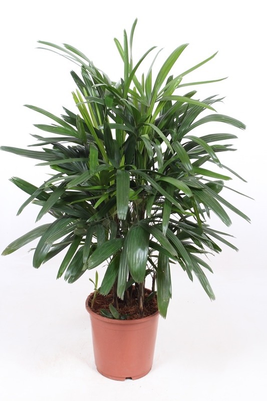 Rhapis excelsa