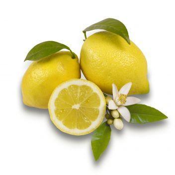 Citrus limon