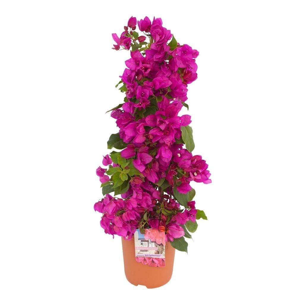 Bougainvillea glabra 'Sanderiana'