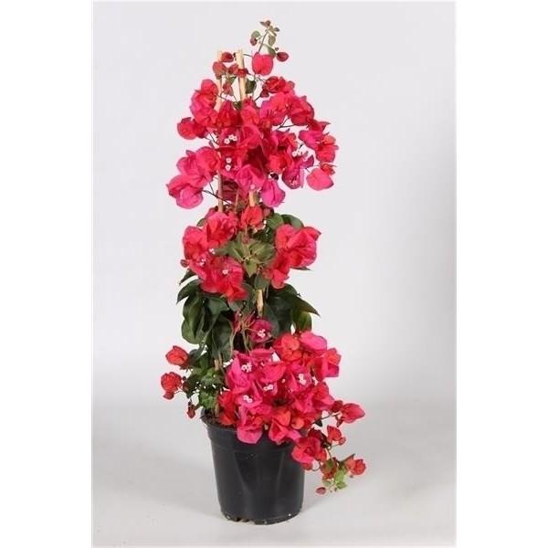 Bougainvillea glabra 'Sanderiana'