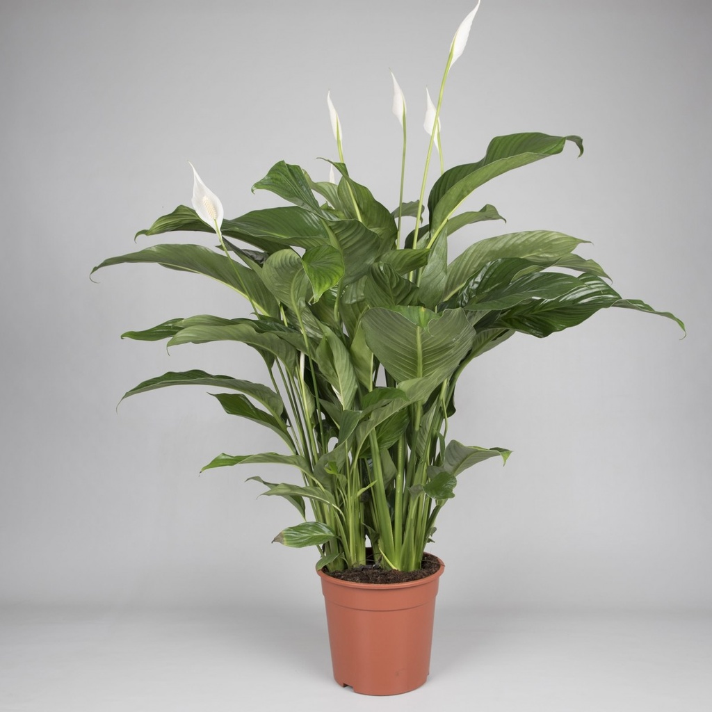 Spathiphyllum 'Sweet Lauretta'