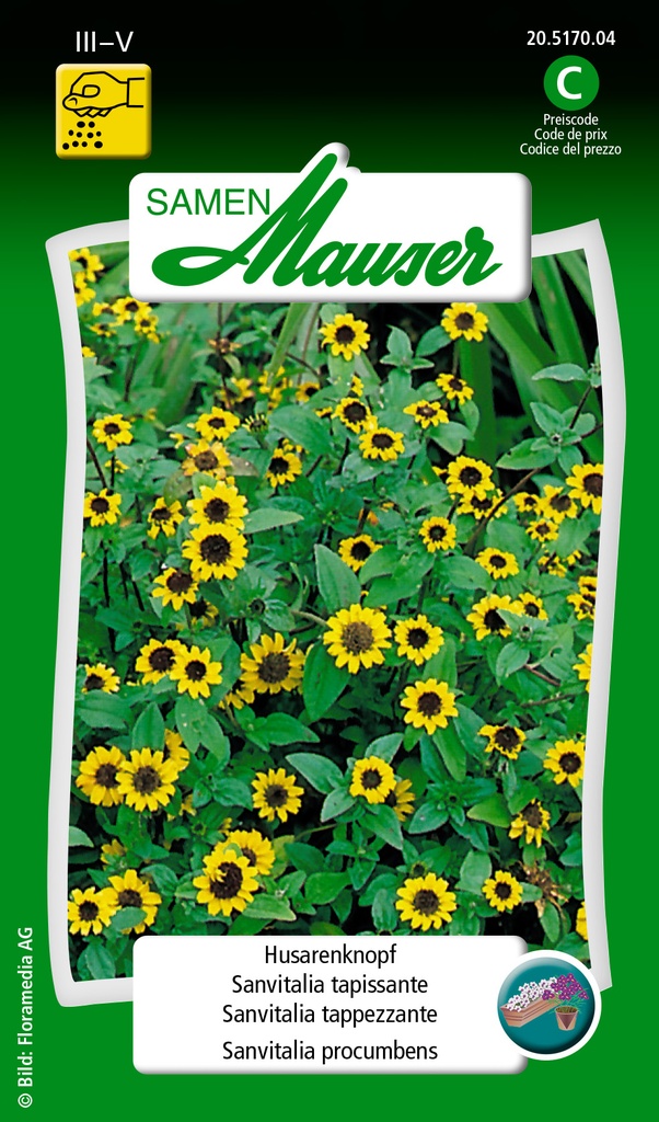 Sanvitalia tapissante