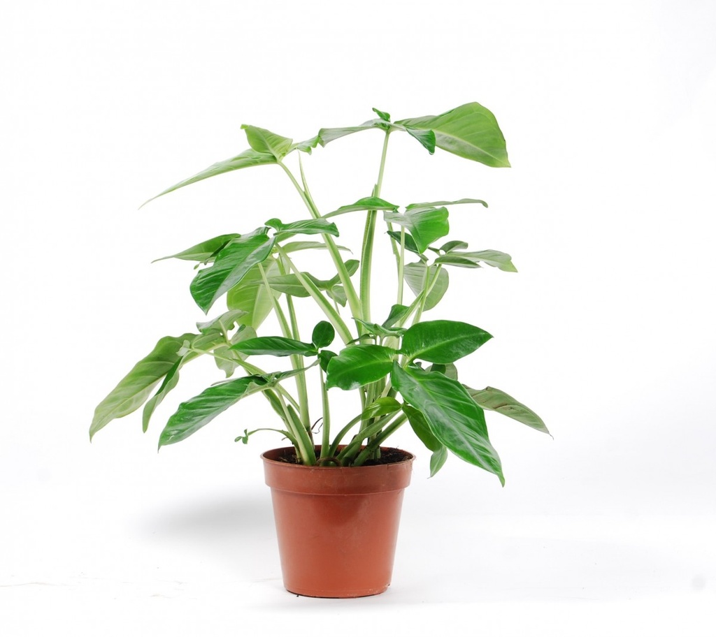 Syngonium 'Trileaf'