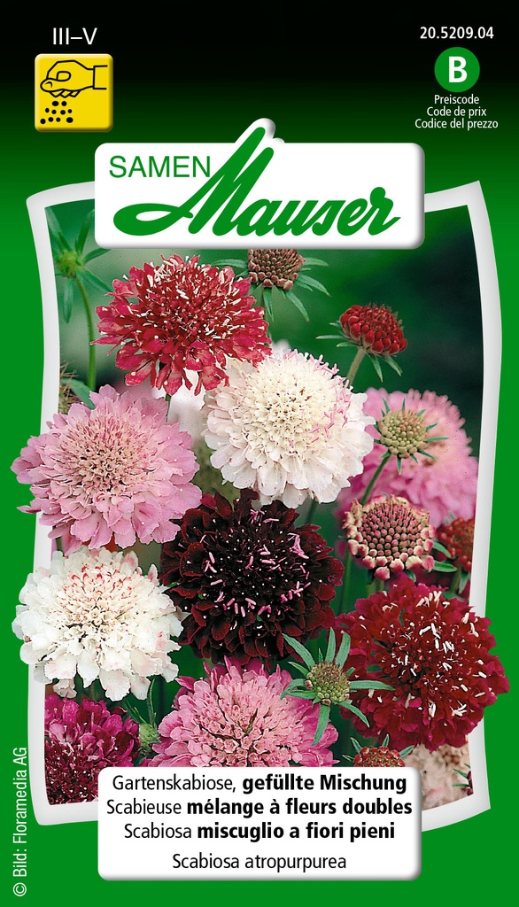 Scabieuse atropurpurea mélange