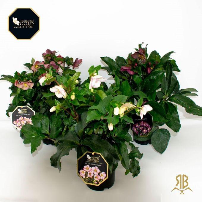Helleborus 'Ice and Roses'