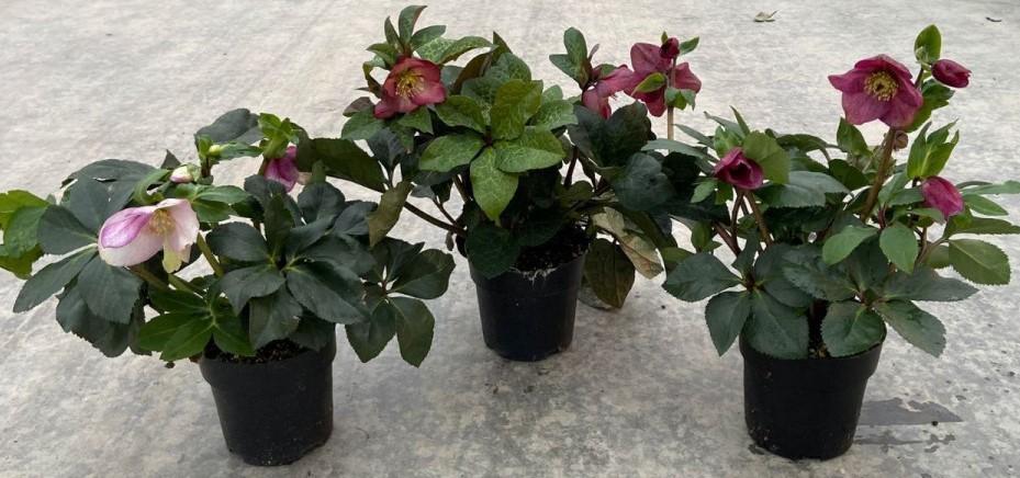 Helleborus x lemperii