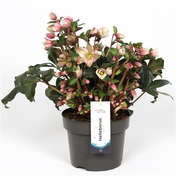 Helleborus 'Angel Glow' Rose clair