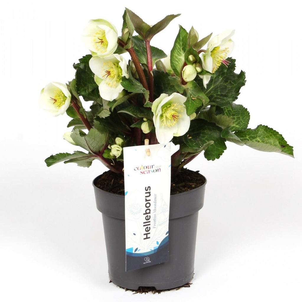 Helleborus 'Moondance Blanc'