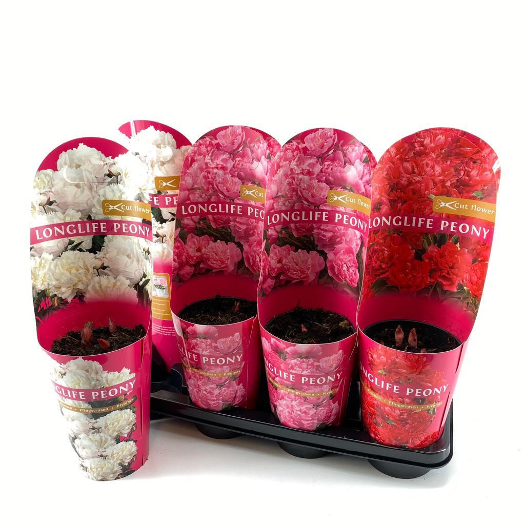 Paeonia lactiflora 'Longlife'