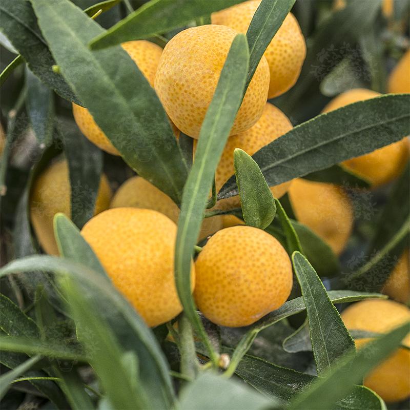 Eremocitrus glauca