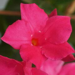 Dipladenia Spécial - 'Tourmaline' / 'Emerald Amber Star'