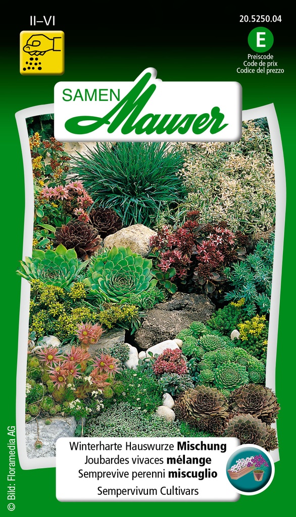 Sempervivum hybride mélange