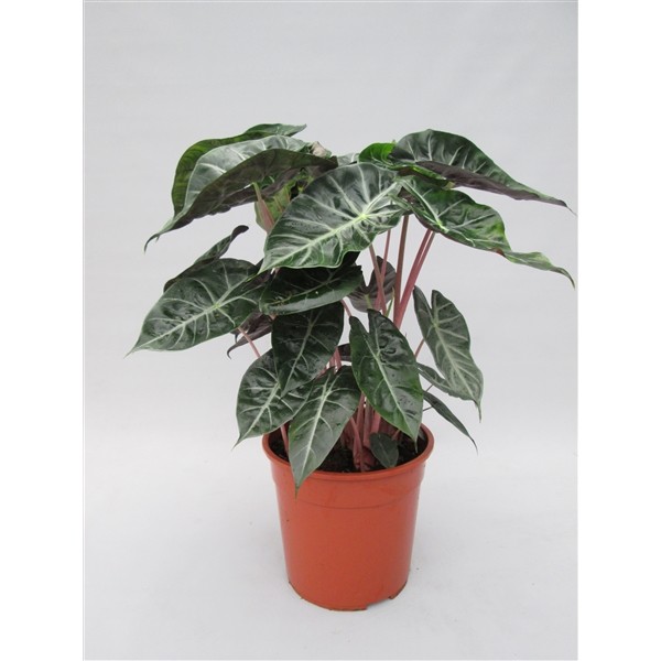 Alocasia 'Pink Dragon'