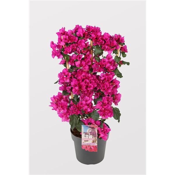 Bougainvillea glabra 'Sanderiana'