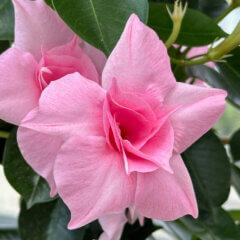 Dipladenia 'Diamantina Double'
