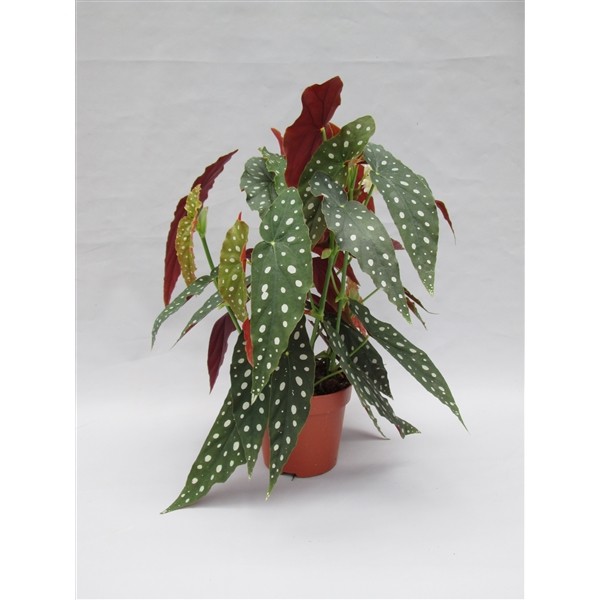 Begonia maculata
