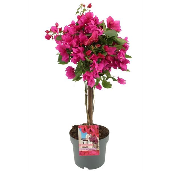 Bougainvillea 'Lilas'