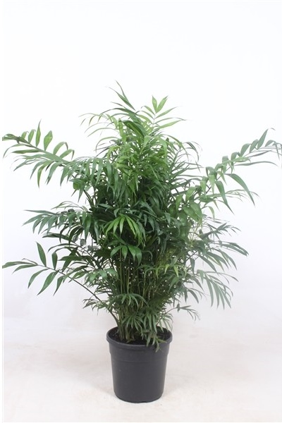 Chamaedorea elegans