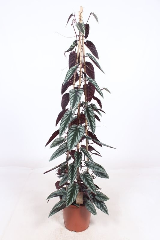 Cissus discolor