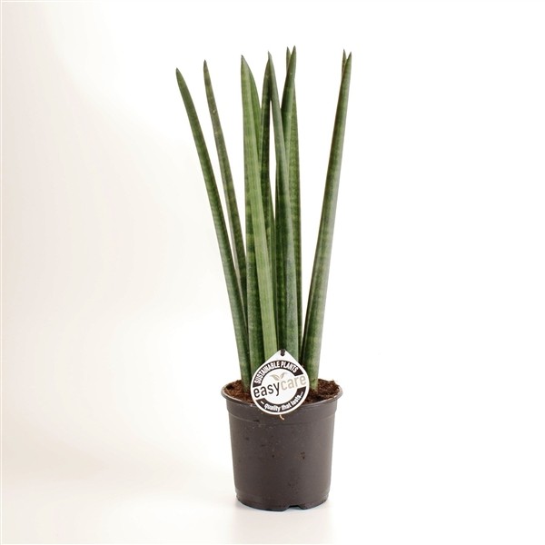 Sansevieria 'Straight'