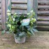 Helleborus niger