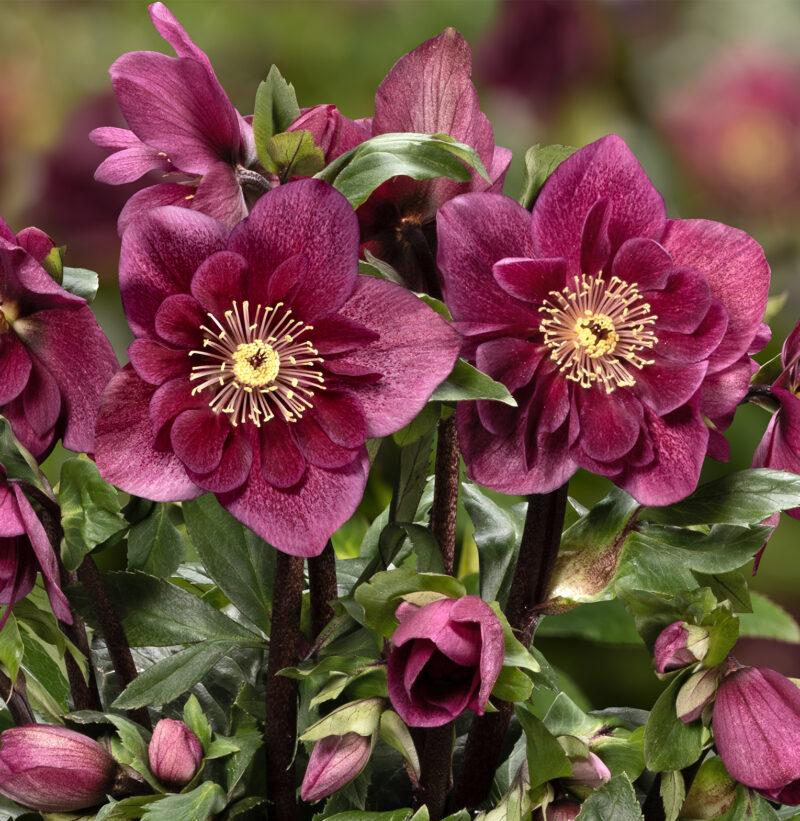 Helleborus x lemperii 'Frilly Ruby'