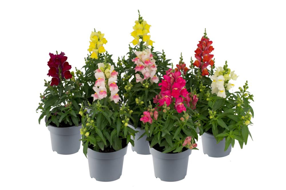Antirrhinum majus 'Candy Tops'