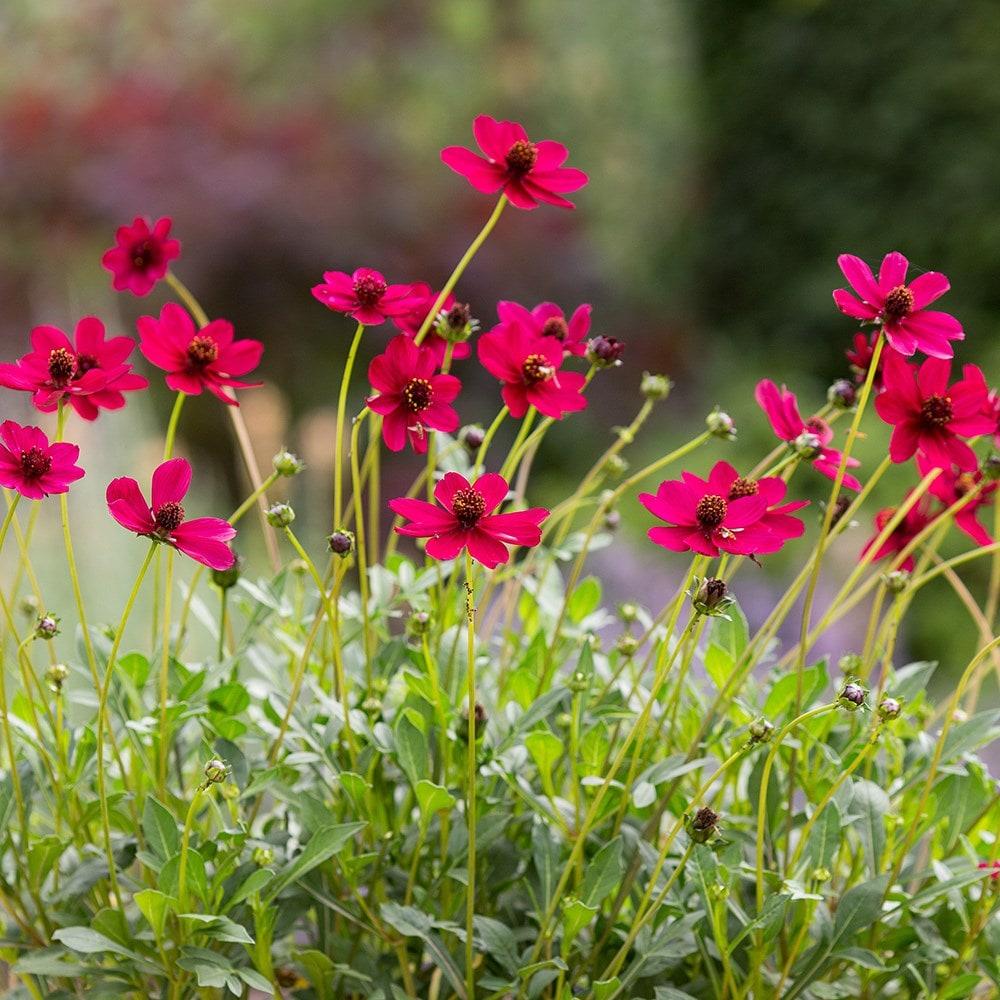 Cosmos atrosanguineus 'Cherry Chocolate'