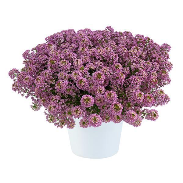 Lobularia maritima 'Stream Rose'