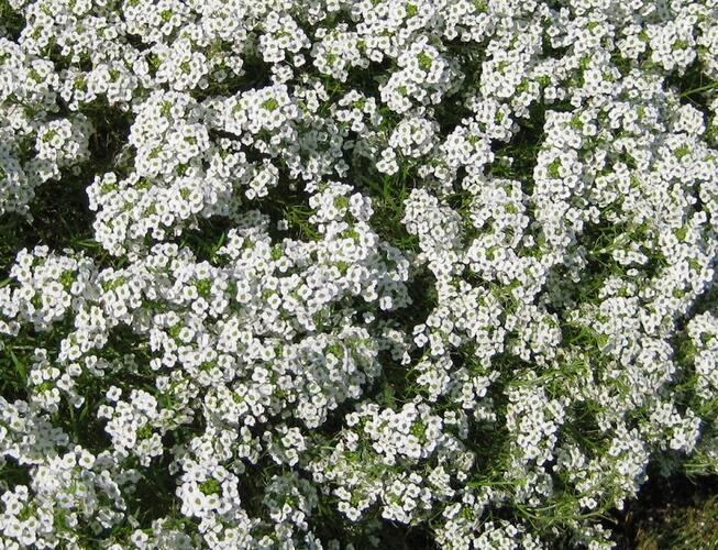 Lobularia maritima 'Stream White'