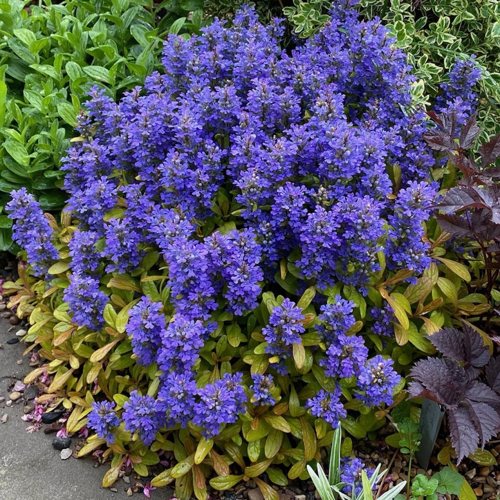 Ajuga 'Fancy Finch'
