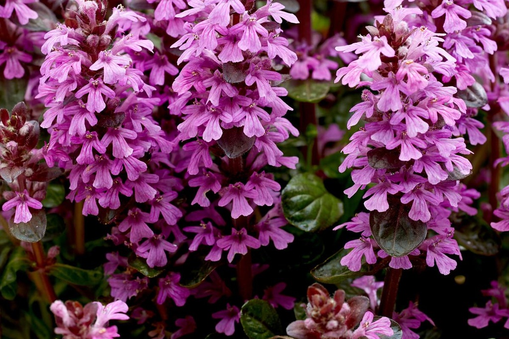 Ajuga 'Midnight Mystery'