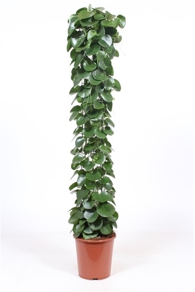 Cissus rotundifolia