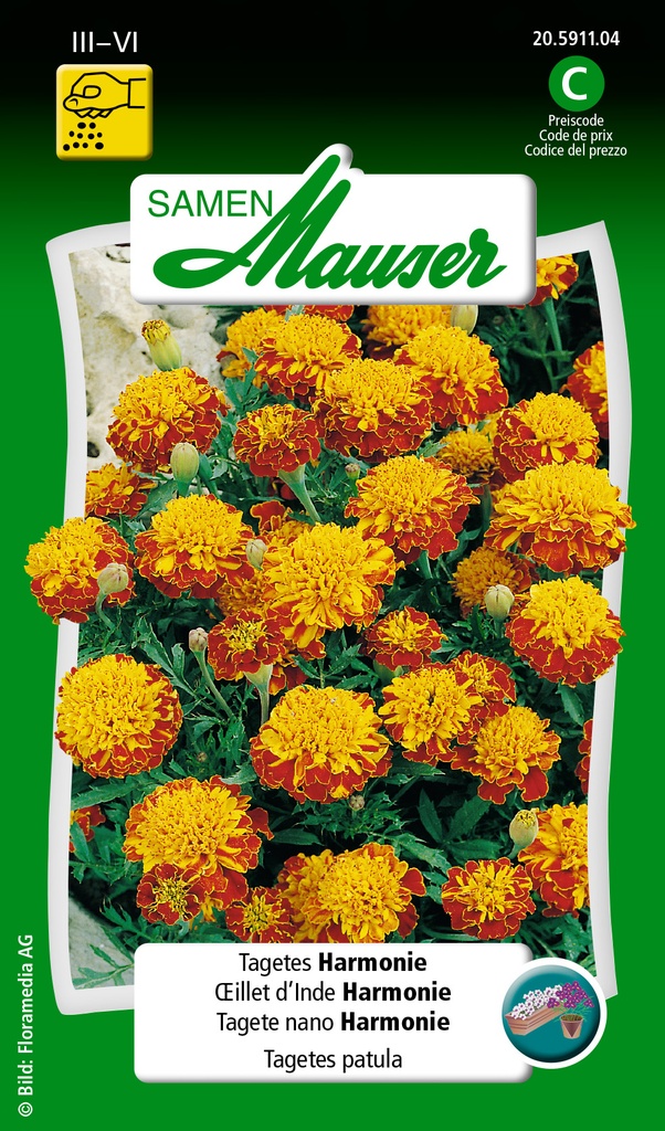 Oeillet d'Inde Harmonie