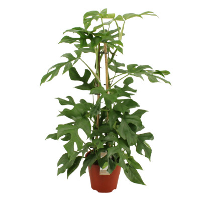 Monstera minima