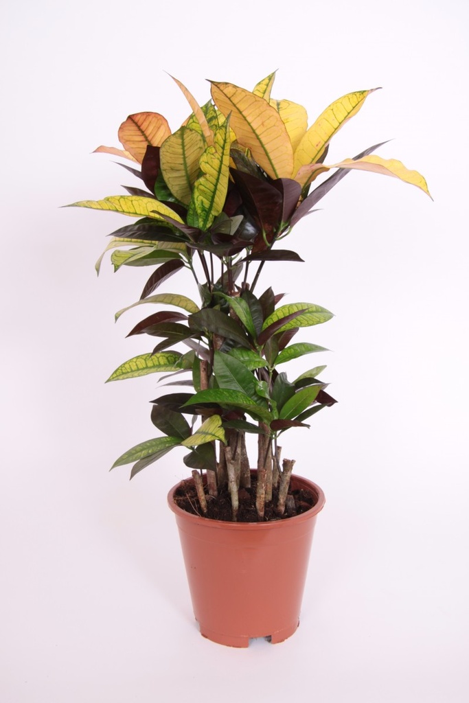 Codiaeum 'Iceton'