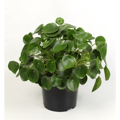 Pilea peperomioides