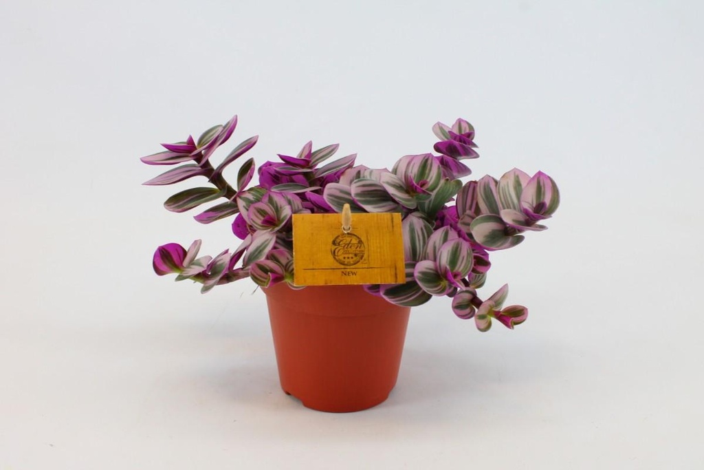 Tradescantia 'Nanouk'