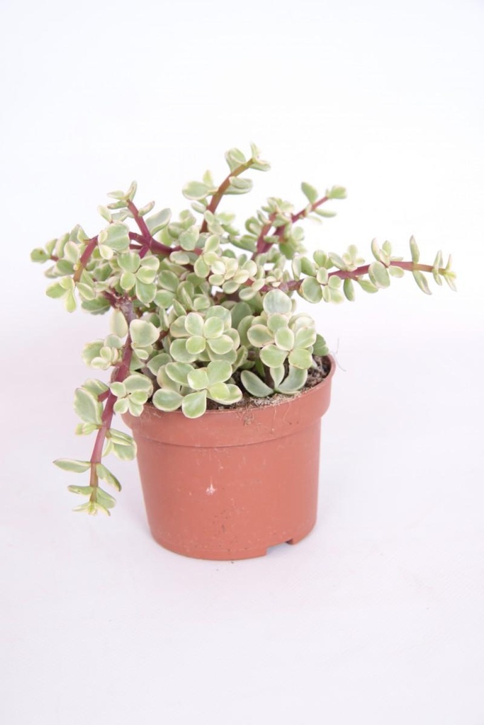 Portulacaria afra
