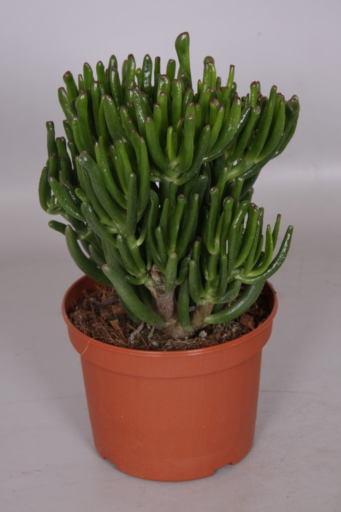 Crassula gollum