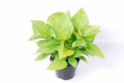 Homalomena 'Lemon Lime'