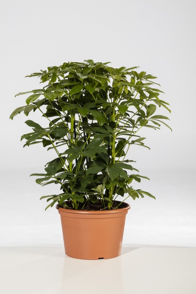 Schefflera compacta 'Nora'
