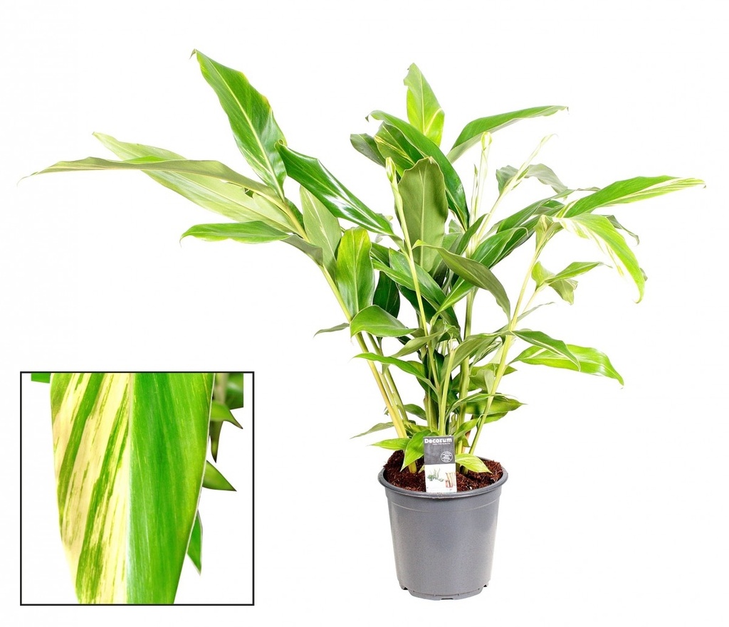 Alpinia variegata