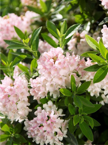 Rhododendron 'Bloombux Pink'