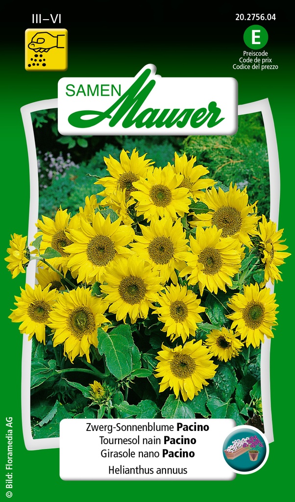 Tournesol nain Pacino