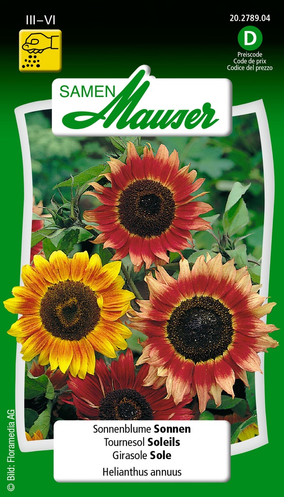 Tournesol selma soleils