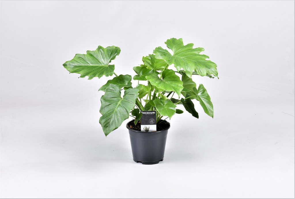 Philodendron 'Shangri La'