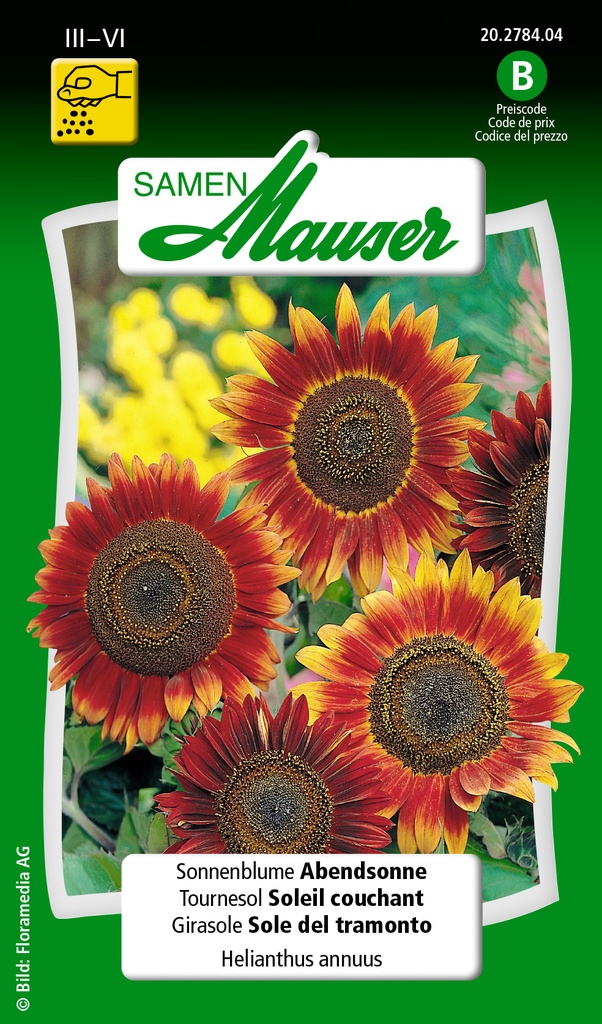 Tournesol Soleil Couchant